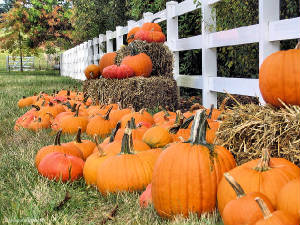 pumpkinpatch2.jpg