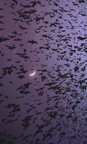batz.jpg